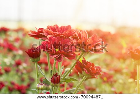 Beautiful red chrysanthemum