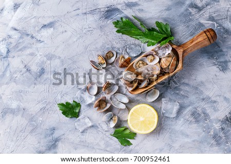 Vongole shellfish decorated with ice, lemon and parsley served on olive tree wooden scoop over blue background. Top View