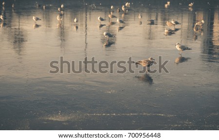 A group of seagulls is standing on a frozen lake in Oslo, Norway and waiting for spring