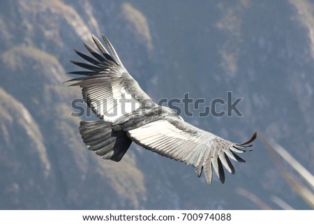 Condor flying over the Colca Canyon in Peru, in a sunny day during the morning, in dry season Royalty-Free Stock Photo #700974088
