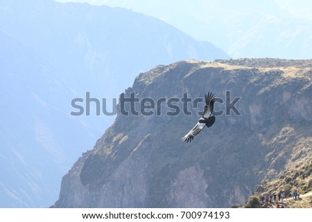 Condor flying over the Colca Canyon in Peru, in a sunny day during the morning, in dry season Royalty-Free Stock Photo #700974193