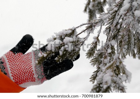 A hand of woman in the knitted glove is holding the branch of fir covered snow.