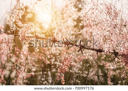 Out of focus image, blur and soft the pink flower grass with sunlight. (Natalgrass - Natal redtop Melinis repens)