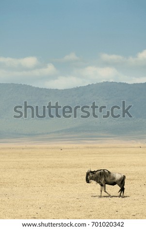 Lonely Wildebeest