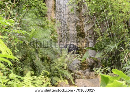Picture of a waterfall on a small river in a tropical jungle
