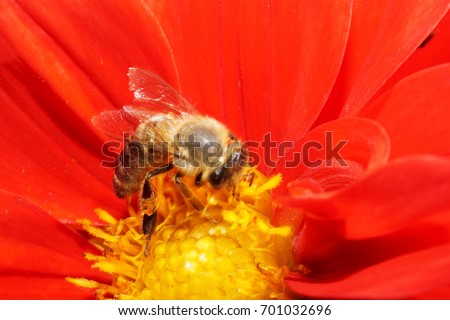  Close-up side view of brown striped Caucasian bee Apis mellifera in dahlia with red petals and yellow stamens collecting pollen and nectar                              