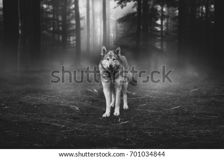  Grey Wolf Portrait - captive animal Magical forest dawn