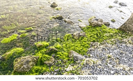 Seaside and mossy rock background unit isolate