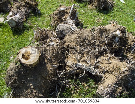 Big tree roots, large roots of cut trees, tree root pictures