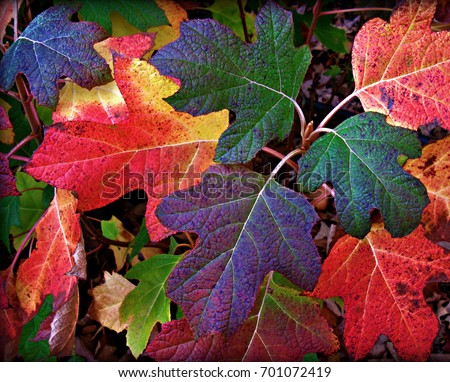 Colorful Fall Leaves of Red, Burgundy, Yellow and Green