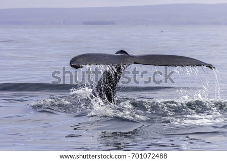 Whale tail in Iceland in Husavik