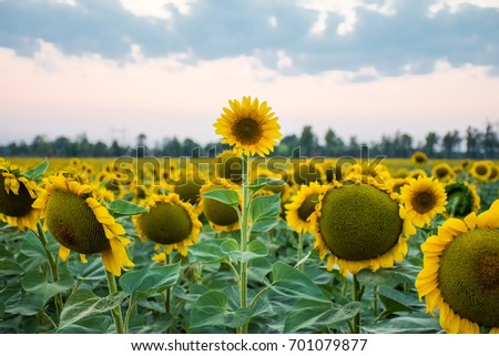 Stand out and be different concept photo. Sunflower head is above and stands out among all other sunflowers against the background of the evening sky and sunset