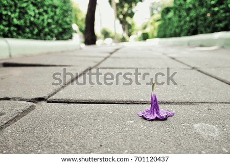 Purple flowers fall on the footpath.
