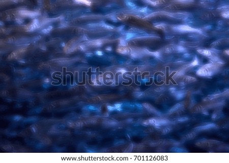 Picture blurred for background abstract school of fish underwater.Soft focus