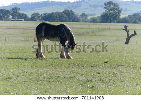 a draught horse rubbing his head on his leg in a grass pasture with sheds and trees in the background on a sunny day