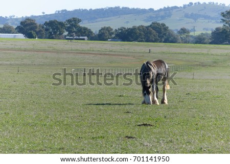 a lone draught horse grazing in a grass pasture with buildings and hill with trees in the background