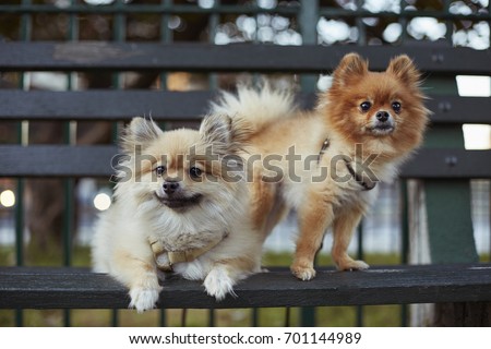 Pomeranian spitz dogs in the park