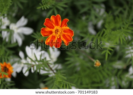 Close up of orange flowers.