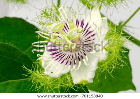 Green ivy and white flowers isolated on white background.