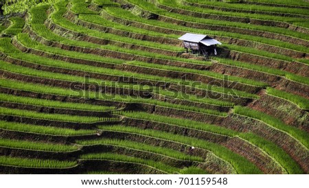 This Rice terrace in Thailand. Before drop rain Beautiful Landscape terraced paddy fields in Pa Pong Pieng, Mae Chaem, Chiang Mai, Thailand
