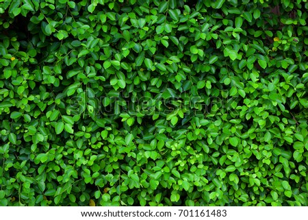 Green Leaves Nature background. Flat lay. 