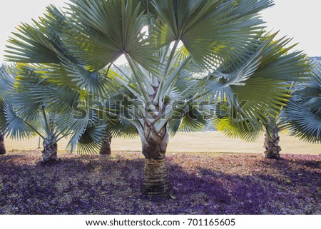 Mini coconut trees