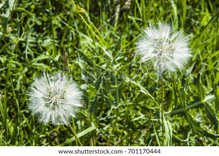 The most wonderful looking Devil Hair (Dandelion) Pictures of plants,
