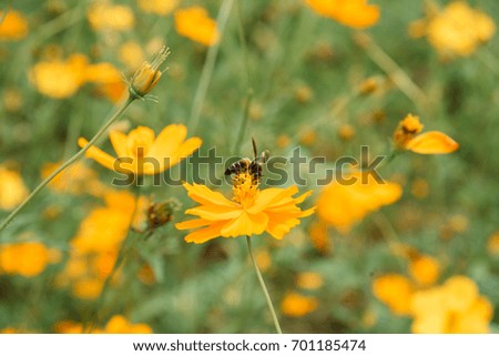 Bee landing on cosmos flower