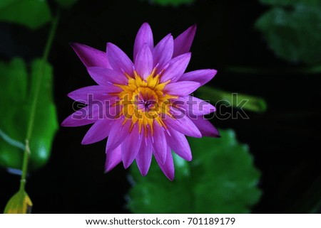 yellow-pink lotus