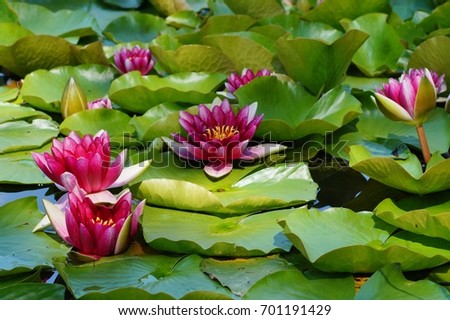 Nymphaea ( water lilies) - waterlily , Aquatic vegetation, water plants