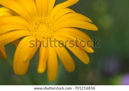 Orange calendula officinalis flowers medical blooming in the garden. Blurred summer background with growing marigold flowers. Flower of calendula on blossom.