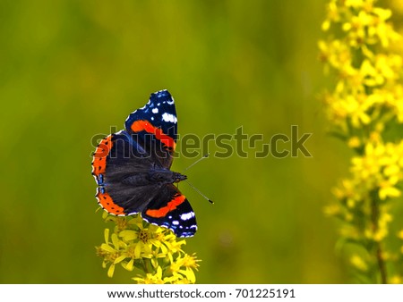 Butterfly red admiral (Vanessa atalanta), summer time, Europe