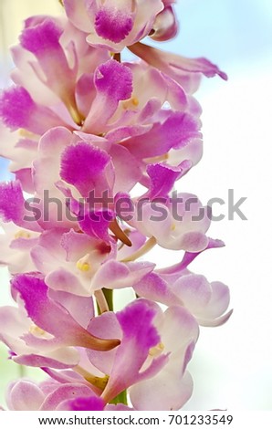 Beautiful pink orchid cute