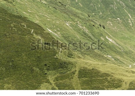 Alpine grassland in the Bavarian Alps in Southern Germany.