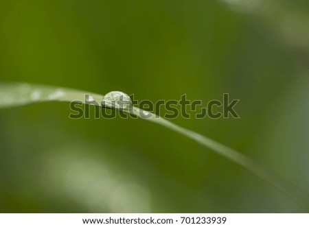 Blades of grass covered with morning dew drops