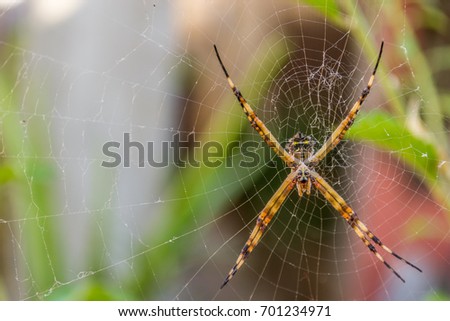 Close up of a beautiful yellow and black spider on its Spider web waiting to catch an insect.