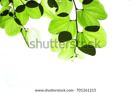 Leaves a strangely beautiful green color on a white background.