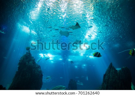 Ocean giant fish world in aquarium for observation in Lisbon Royalty-Free Stock Photo #701262640
