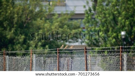 Beautiful picture showing three sparrows sitting on a metal fence.