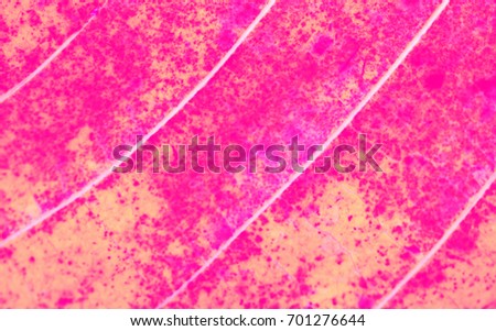 Leaves tree textures for abstract background,pastel tone,colorful art design,style,made with filter colored.selective focus.
