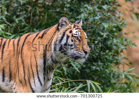 Wild Bengal Tiger (Panthera Tigris Tigris) ,in a dense forest, India