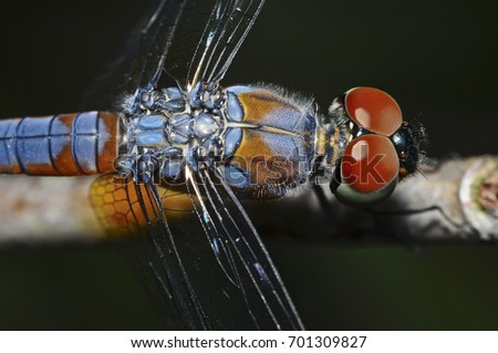 Macro blue dragonfly on branch