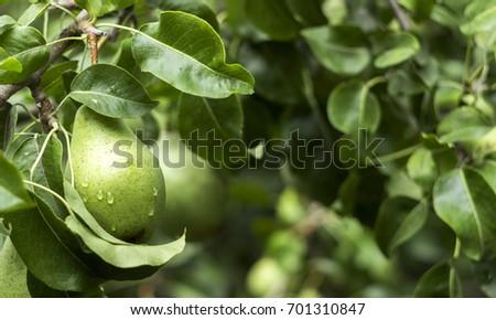 Lots of ripe green pears growing on a tree, useful autumn fruits. Drops of rain on the pears. agriculture