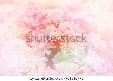 soft pink flower pastel color filter blur background with copy space