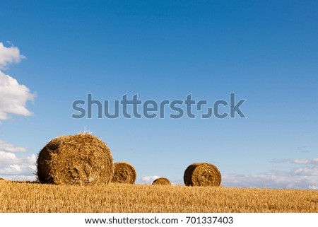 Hay rolls on a field on a hot summery day with light  beautiful clouds on a blue sky