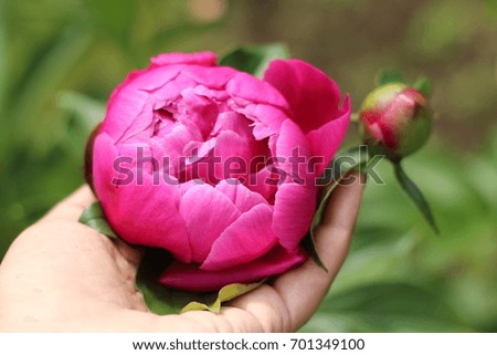 peony flower in hands