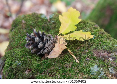 Pine cones and yellow leaves on a tree stump