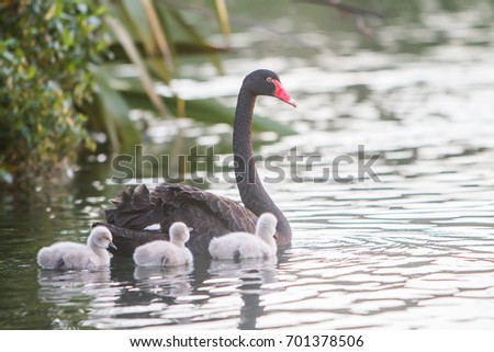 mother swan with her baby chicks