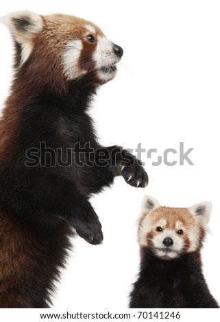 Old Red pandas or Shining cats, Ailurus fulgens, 10 years old, in front of white background