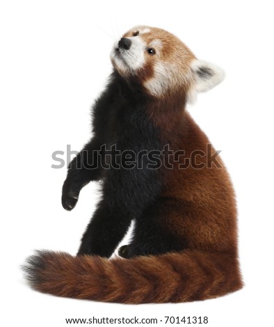 Old Red panda or Shining cat, Ailurus fulgens, 10 years old, in front of white background